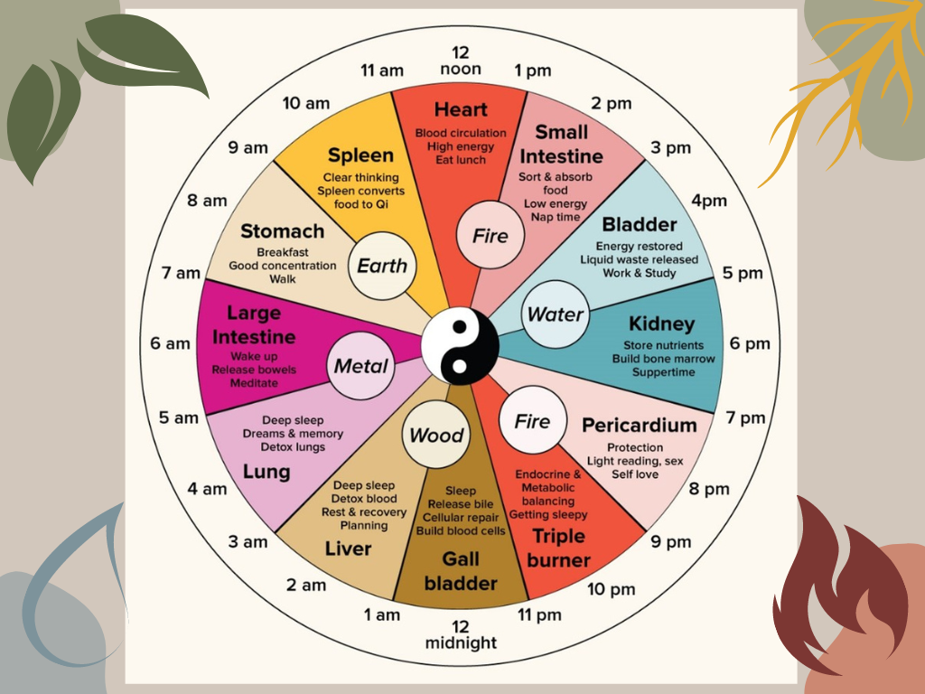 Chinese body clock, different times of day represent different energy peaks